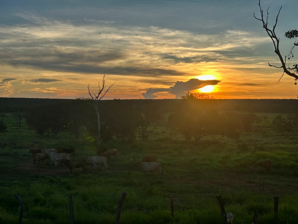Gado Senepol e Nelore pastando ao pôr do sol