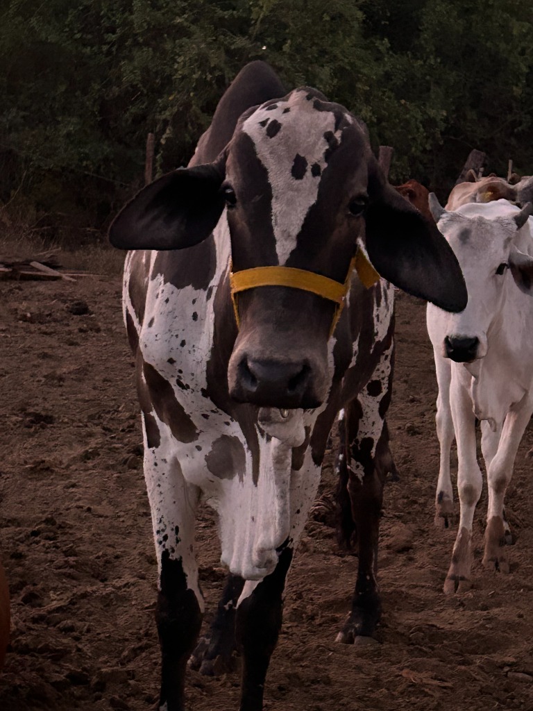 Touro Nelore da Fazenda Rancho Fundo