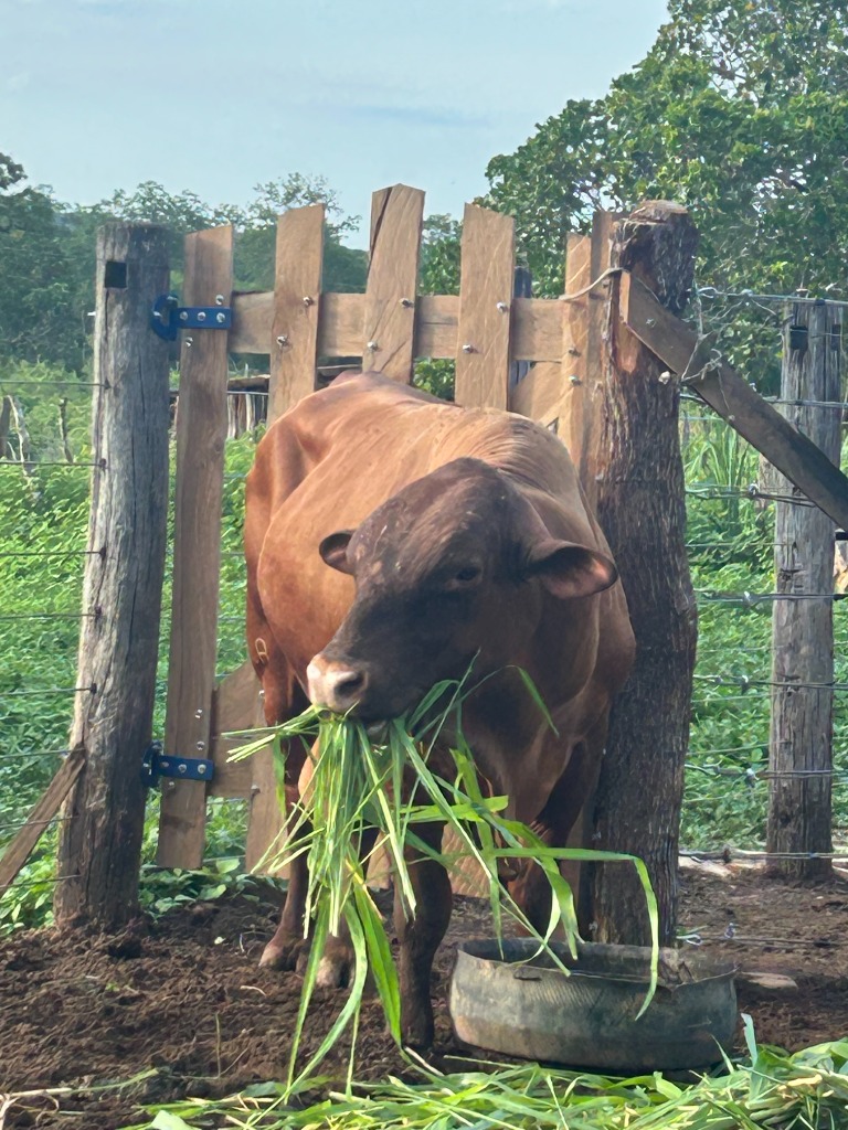 Touro Senepol da Fazenda Rancho Fundo